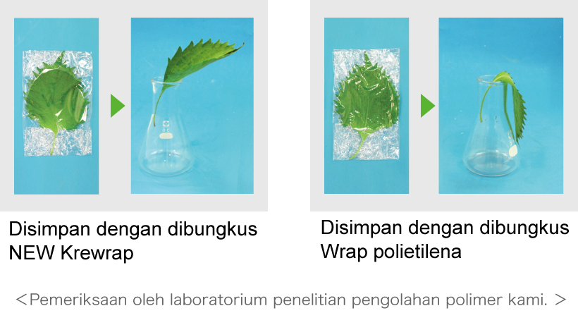 Daun perilla yang disimpan 10 hari