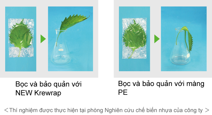 Bảo quản lá tía tô trong 10 ngày